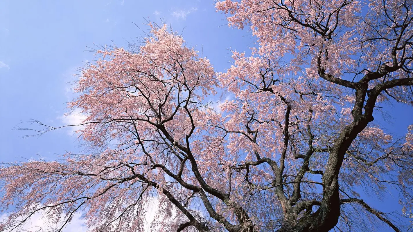 皇冠体育平台